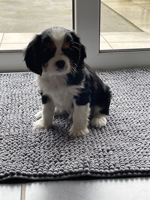 des lutins malins - Chiot disponible  - Cavalier King Charles Spaniel