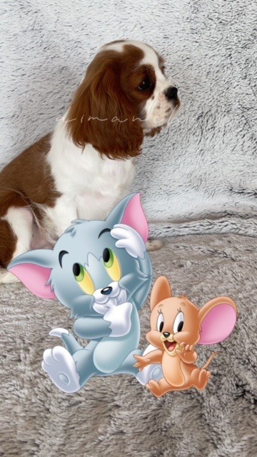 des lutins malins - Chiot disponible  - Cavalier King Charles Spaniel