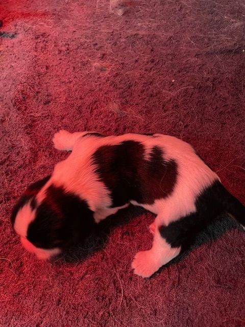 des lutins malins - Chiot disponible  - Cavalier King Charles Spaniel