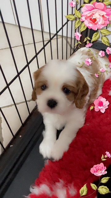 des lutins malins - Chiots disponibles - Cavalier King Charles Spaniel