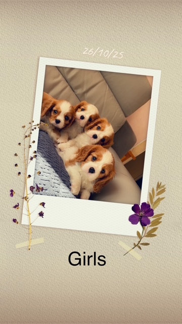 des lutins malins - Chiots disponibles - Cavalier King Charles Spaniel