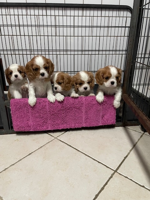 Chiot Cavalier King Charles Spaniel des lutins malins