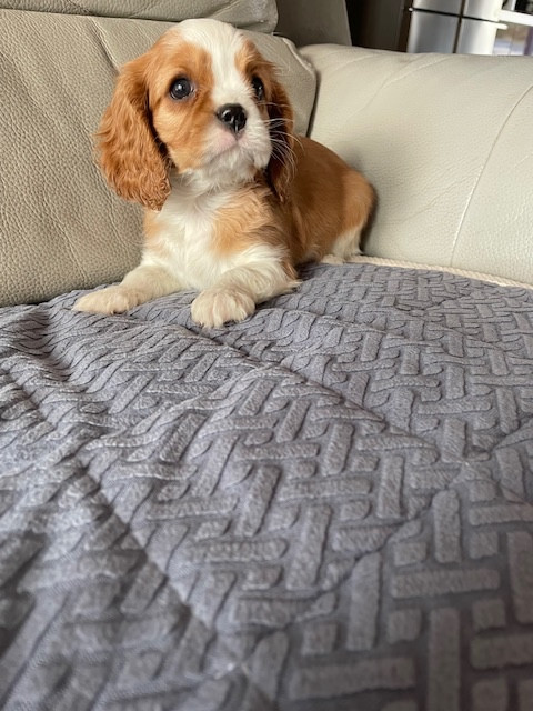 des lutins malins - Chiots disponibles - Cavalier King Charles Spaniel