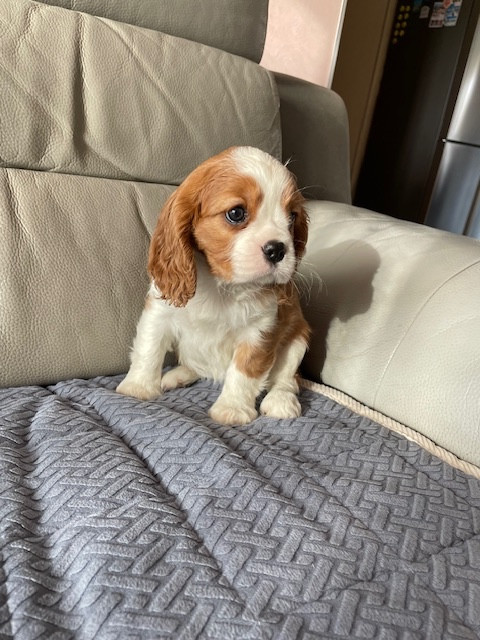 des lutins malins - Chiots disponibles - Cavalier King Charles Spaniel