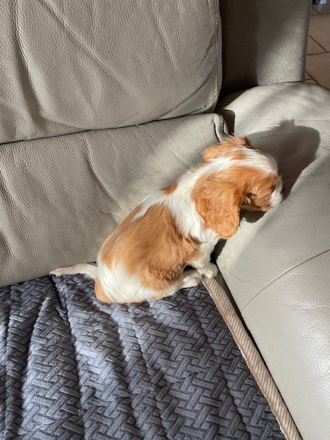 des lutins malins - Chiots disponibles - Cavalier King Charles Spaniel