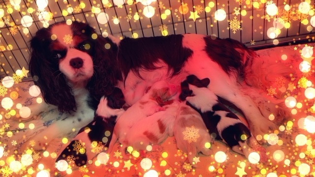 des lutins malins - Chiots disponibles - Cavalier King Charles Spaniel