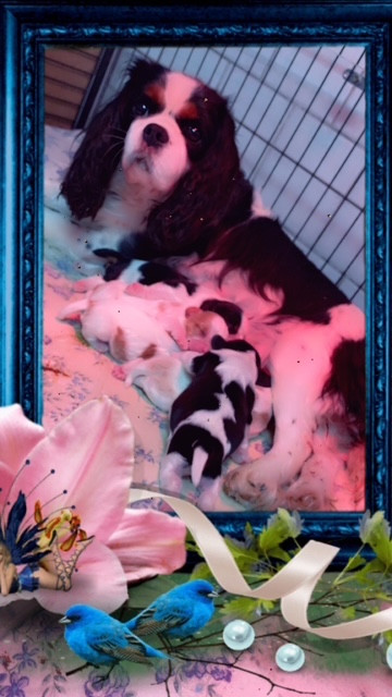 des lutins malins - Chiots disponibles - Cavalier King Charles Spaniel