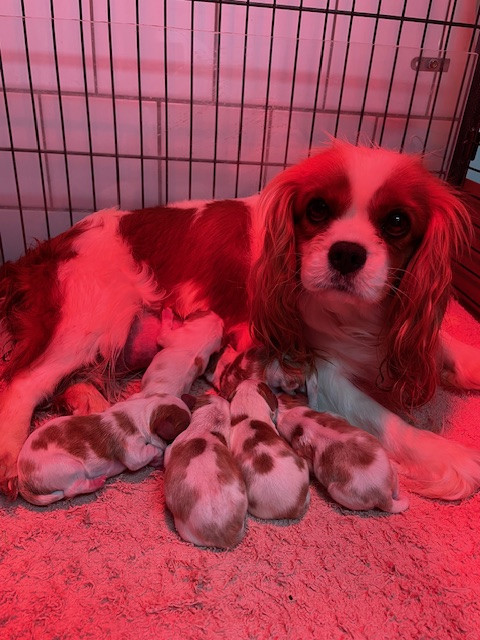 des lutins malins - Cavalier King Charles Spaniel - Portée née le 20/01/2026