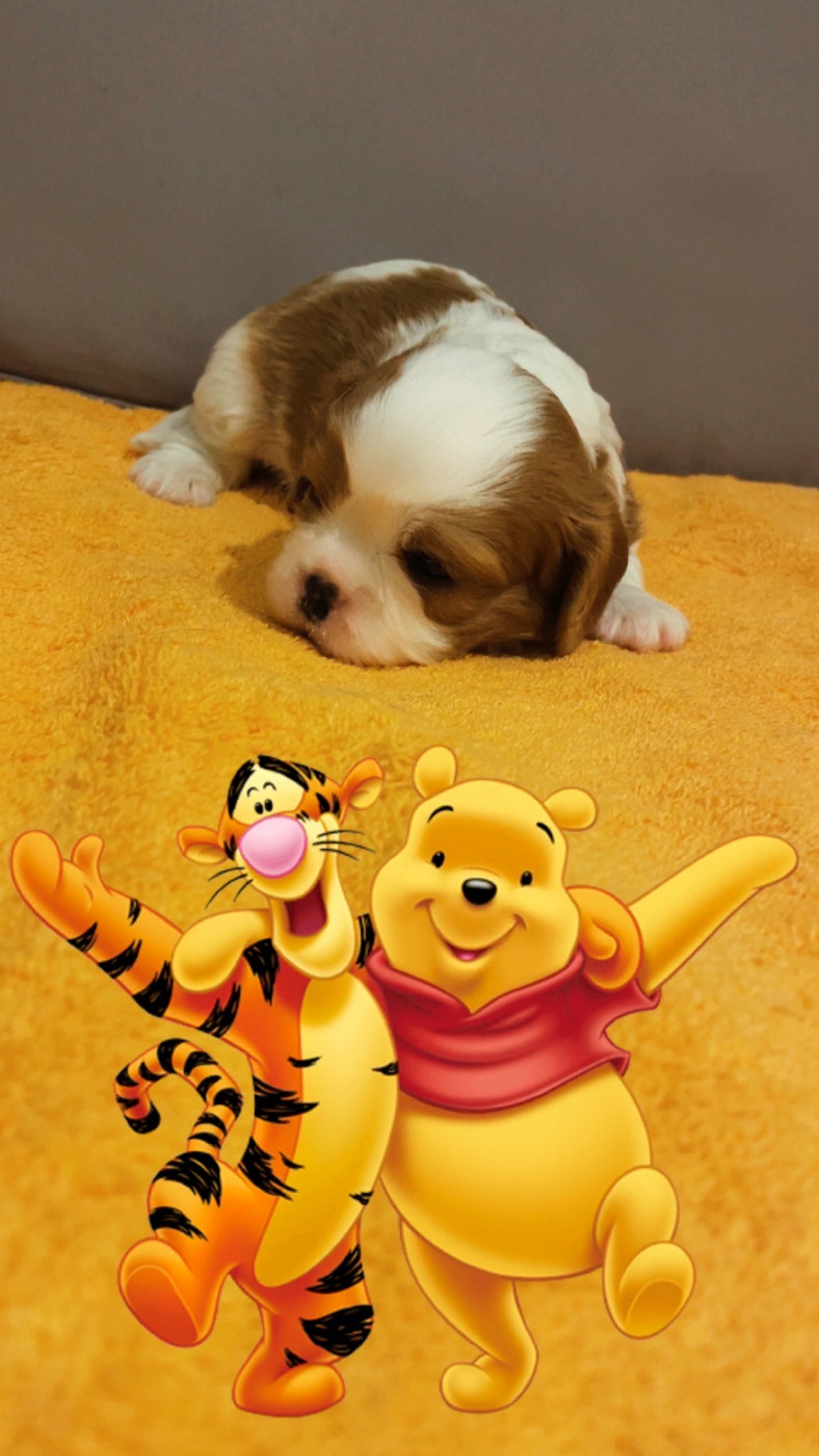 des lutins malins - Chiots disponibles - Cavalier King Charles Spaniel