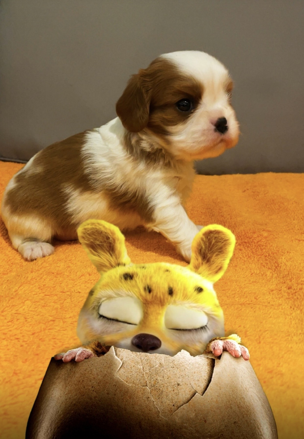 des lutins malins - Chiots disponibles - Cavalier King Charles Spaniel