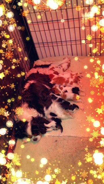 des lutins malins - Cavalier King Charles Spaniel - Portée née le 24/01/2026