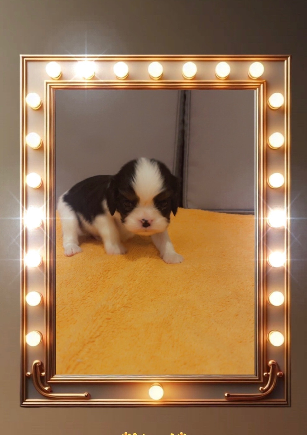 des lutins malins - Chiots disponibles - Cavalier King Charles Spaniel