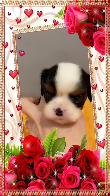 des lutins malins - Chiots disponibles - Cavalier King Charles Spaniel