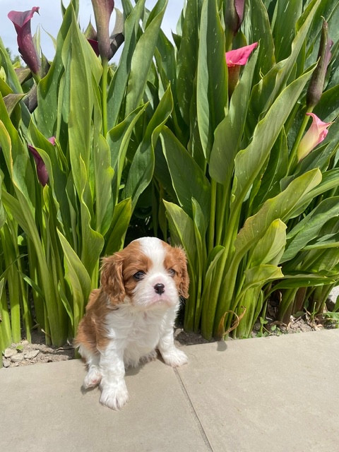 des lutins malins - Chiots disponibles - Cavalier King Charles Spaniel