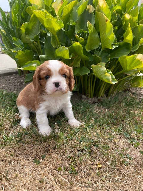 des lutins malins - Chiots disponibles - Cavalier King Charles Spaniel