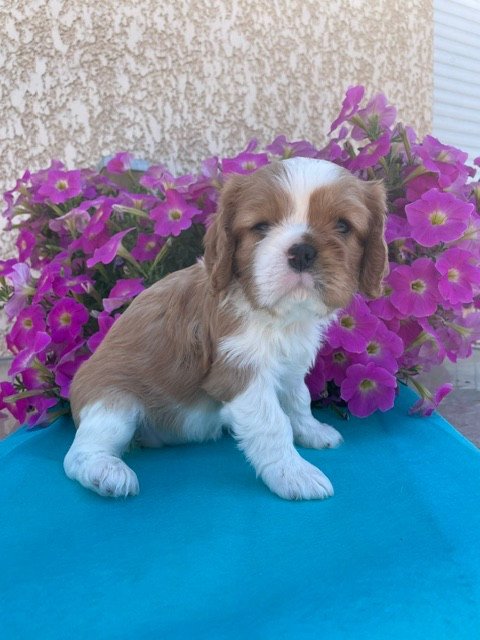 des lutins malins - Chiots disponibles - Cavalier King Charles Spaniel