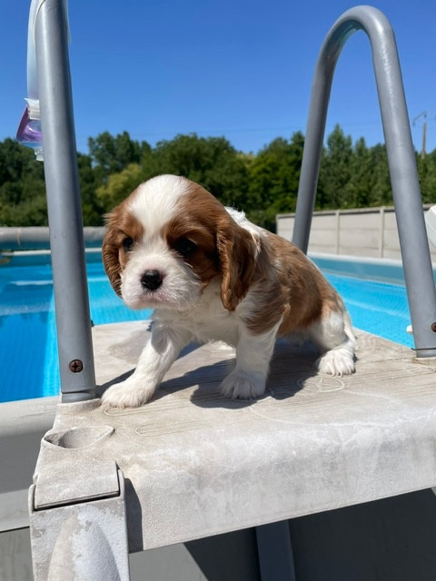des lutins malins - Chiots disponibles - Cavalier King Charles Spaniel