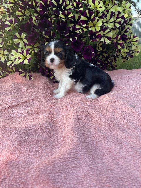 des lutins malins - Chiots disponibles - Cavalier King Charles Spaniel