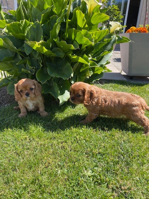 des lutins malins - Chiots disponibles - Cavalier King Charles Spaniel