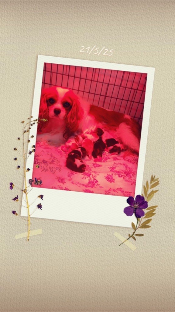 Chiot Cavalier King Charles Spaniel des lutins malins