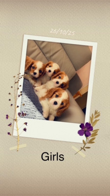 CHIOT 4