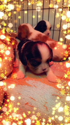 BACCUS MALE TRICOLORE