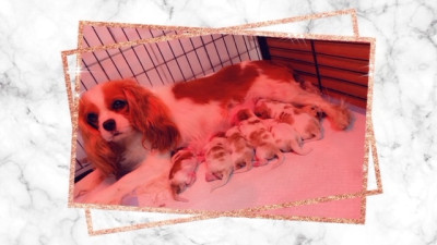 CHIOT 1