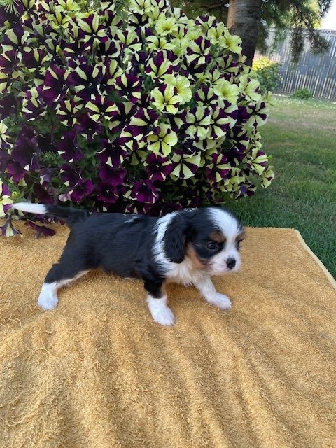 des lutins malins - Chiots disponibles - Cavalier King Charles Spaniel