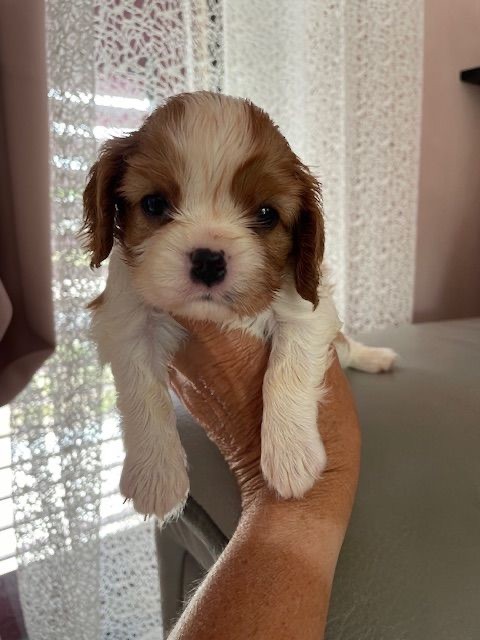 des lutins malins - Chiots disponibles - Cavalier King Charles Spaniel