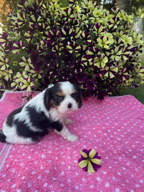 des lutins malins - Chiots disponibles - Cavalier King Charles Spaniel